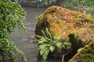 Kamenice Nehri yaz aylarında ormanlarla çevrili, Bohemian İsviçre Ulusal Parkı, Hrensko, Decin Bölgesi, Usti nad Labem Bölgesi, Çek Cumhuriyeti