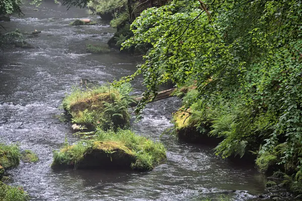 Kamenice Nehri yaz aylarında ormanlarla çevrili, Bohemian İsviçre Ulusal Parkı, Hrensko, Decin Bölgesi, Usti nad Labem Bölgesi, Çek Cumhuriyeti