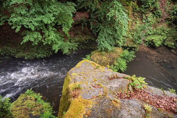 Kamenice Nehri yaz aylarında ormanlarla çevrili, Bohemian İsviçre Ulusal Parkı, Hrensko, Decin Bölgesi, Usti nad Labem Bölgesi, Çek Cumhuriyeti