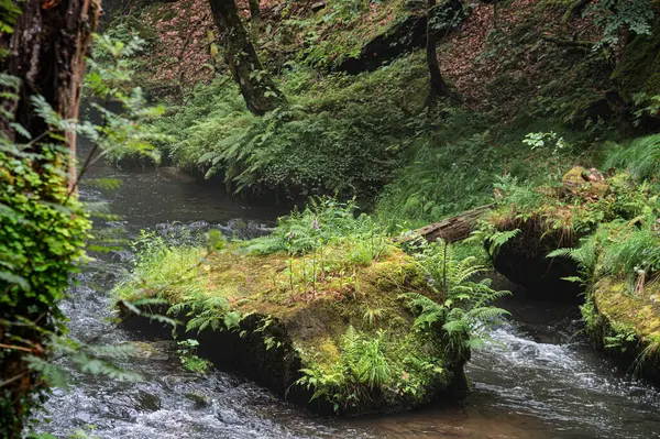 Kamenice Nehri yaz aylarında ormanlarla çevrili, Bohemian İsviçre Ulusal Parkı, Hrensko, Decin Bölgesi, Usti nad Labem Bölgesi, Çek Cumhuriyeti