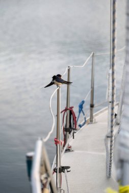 Bir teknenin çekicisinde oturan baca kırlangıcı. Hirundo rustica