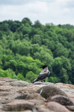 Duvarda oturan gri karga (Corvus cornix)