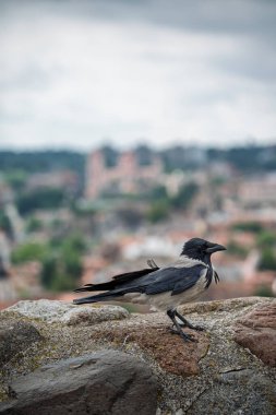 Duvarda oturan gri karga (Corvus cornix)