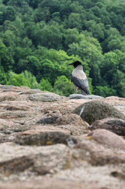 Duvarda oturan gri karga (Corvus cornix)