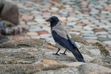 Duvarda oturan gri karga (Corvus cornix)