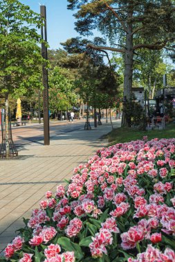 Palanga, Litvanya - 5 Haziran 2025: Palanga 'da yürüyen insanların olduğu ana cadde, güzel yaz zamanlarının tadını çıkarıyor..