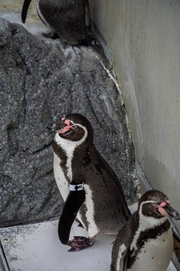 Humboldt pengueni (Spheniscus humboldti) orta büyüklükte bir penguendir..