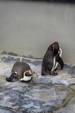 Humboldt pengueni (Spheniscus humboldti) orta büyüklükte bir penguendir..