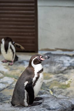 Humboldt pengueni (Spheniscus humboldti) orta büyüklükte bir penguendir..