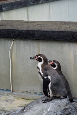 Humboldt pengueni (Spheniscus humboldti) orta büyüklükte bir penguendir..