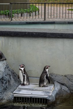 Humboldt pengueni (Spheniscus humboldti) orta büyüklükte bir penguendir..