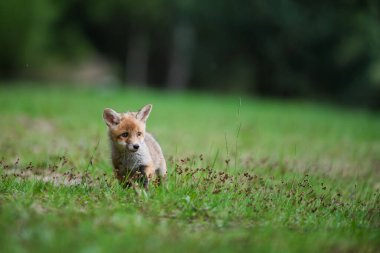 Sevimli genç kızıl tilki (Vulpes vulpes )