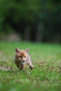 Sevimli genç kızıl tilki (Vulpes vulpes )