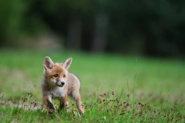 Sevimli genç kızıl tilki (Vulpes vulpes )