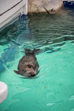 Açık suda yüzen deniz aslanları. Hayvanat bahçesinde suda yüzen komik deniz aslanları. Şirin foklar suda rahatça yüzer.