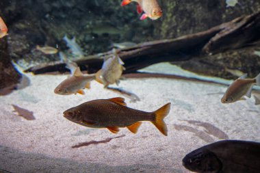 Klaipeda Deniz Müzesi 'nin iç manzarası. Litvanya nehri balık tutuyor.
