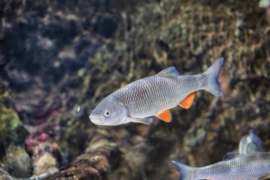 Klaipeda Deniz Müzesi 'nin iç manzarası. Litvanya nehri balık tutuyor.