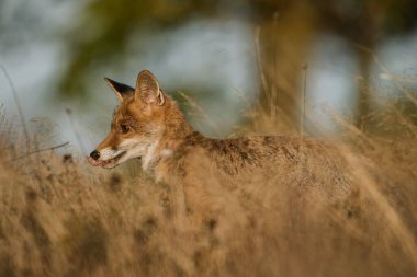 Kızıl Tilki (Vulpes vulpes) uzun sarı çimlerde. Vahşi doğadan sonbahar sahnesi. Doğal ortamında bir tilkinin portresi.