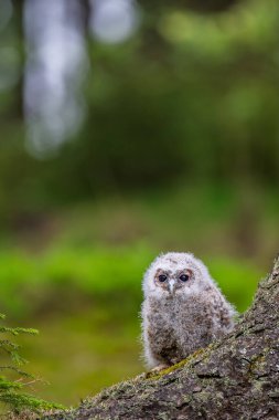 çok genç tawny baykuş (Strix aluco) yakın plan detayı