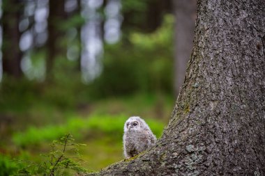 çok genç tawny baykuş (Strix aluco) yakın plan detayı