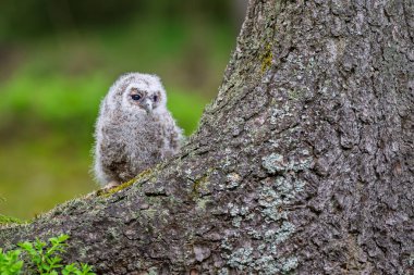 çok genç tawny baykuş (Strix aluco) yakın plan detayı