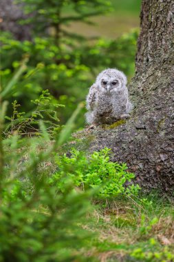 çok genç tawny baykuş (Strix aluco) yakın plan detayı