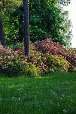 Castle Park 'ta renkli rhododendronlar açıyor. Baharın sonlarında güneşli bir akşam.