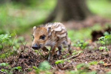 Yaban domuzu (Sus scrofa), domuz yavrusu veya genç domuz, Avrupa