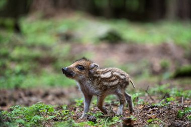 Yaban domuzu (Sus scrofa), domuz yavrusu veya genç domuz, Avrupa