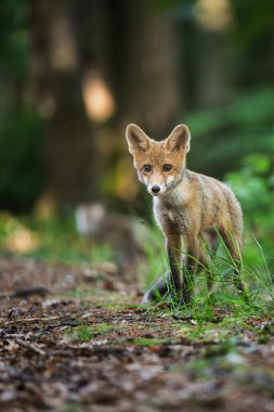 Sevimli genç kızıl tilki (Vulpes vulpes )