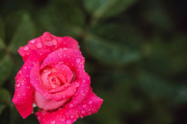 Yağmur damlalı renkli bir gül. Güller aşkın çiçekleridir. Güller güzel ve narin çiçeklerdir. Güller güzellik ve umut tatilidir..