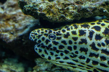 Hayvanat bahçesinde tatlı su ve deniz balığı olan akvaryumlar..