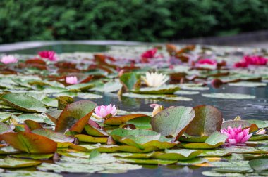 Su yüzeyinde renkli çiçek açan nilüferler. Yaz yağmurlu günü.