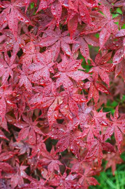 Japon akçaağaç ağacının parlak kırmızı yaprakları, Acer Palmatum ve yağmur damlaları. Japon akçaağaç yaprakları, soyut doğal arkaplan. Asgari, şık, eğilim konsepti.