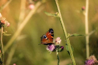 Avrupa tavus kuşu kelebeğinin (Aglais io) çiçeğin üzerindeki yakın plan çekimi