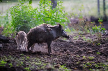 Yavruları olan dişi yaban domuzu (Sus scrofa).