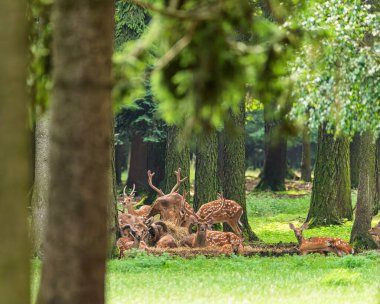 Sika ya da benekli geyik sürüsü ormanda. Vahşi yaşam ve hayvan fotoğrafı. Japon geyiği Cervus nippon, Avrupalı muflon (Ovis aries musimon) doğal yaşam alanında.