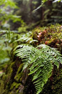 Edmundova Souteska (Edmund Boğazı) Çek Cumhuriyeti, Bohemian İsviçre 'de Hrensko yakınlarında