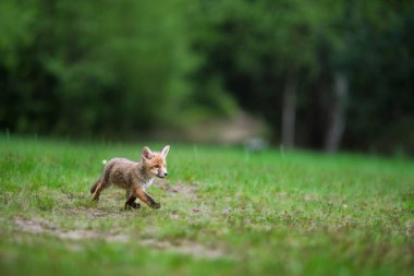 Sevimli genç kızıl tilki (Vulpes vulpes )