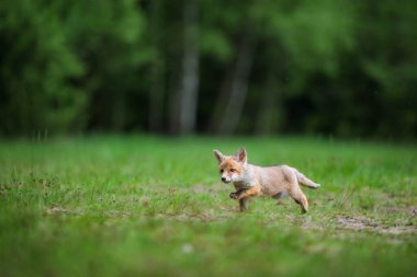 Sevimli genç kızıl tilki (Vulpes vulpes )