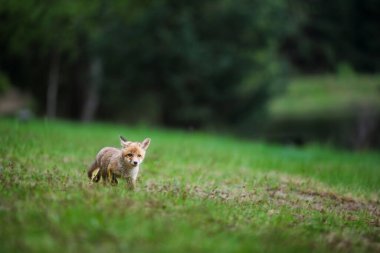 Sevimli genç kızıl tilki (Vulpes vulpes )