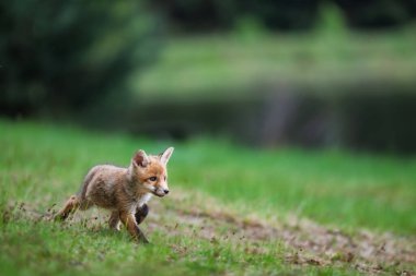 Sevimli genç kızıl tilki (Vulpes vulpes )