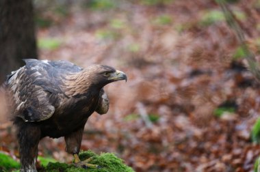 Renkli bir sonbahar ormanında Altın Kartal (Aquila chrysaetos).