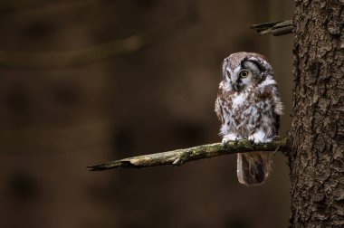 Sıkıcı baykuş (Aegolius funereus) yaklaş. Küçük, tıknaz baykuş, büyük, düz kafalı. Kapsamlı beyaz leke ve siyah çerçeveli gri yüz..