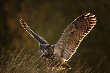 Avrasya kartal baykuşu (Bubo bubo) yakın çekim