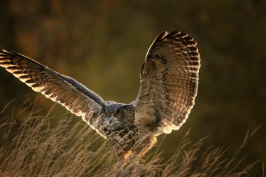 Avrasya kartal baykuşu (Bubo bubo) yakın çekim
