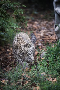 Pers leoparı (Panthera pardus saxicolor), Kafkas leoparı olarak bilinen, hayvanat bahçesindeki şaşırtıcı leopar yavrusu.