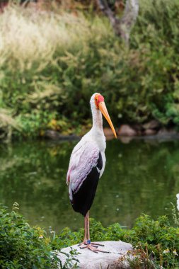 Sarı gagalı leylek (