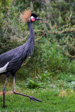 Siyah Taç Giyen Turna (Balearica pavonina) parkta yürüyor
