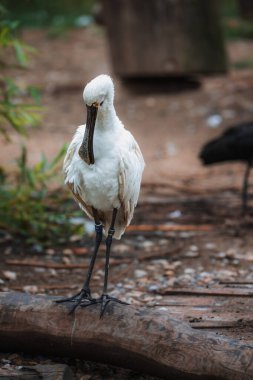 Bayağı kaşıkçı veya ortak kaşıkçı (Platalea leucorodia) 